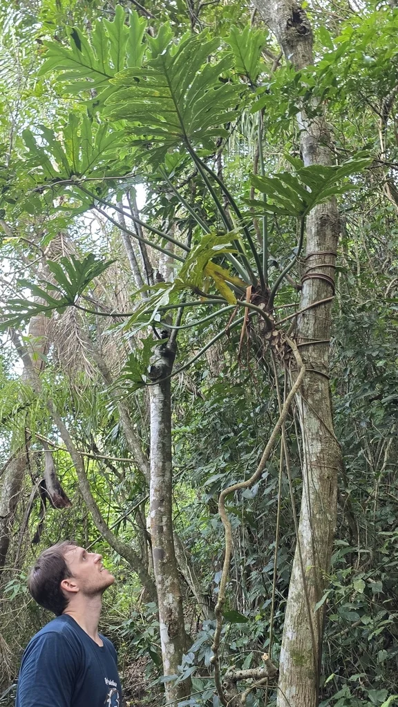Philodendron Bipinnatifidum