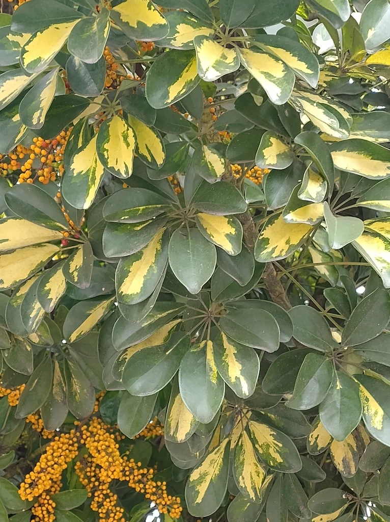 Schefflera Arboricola