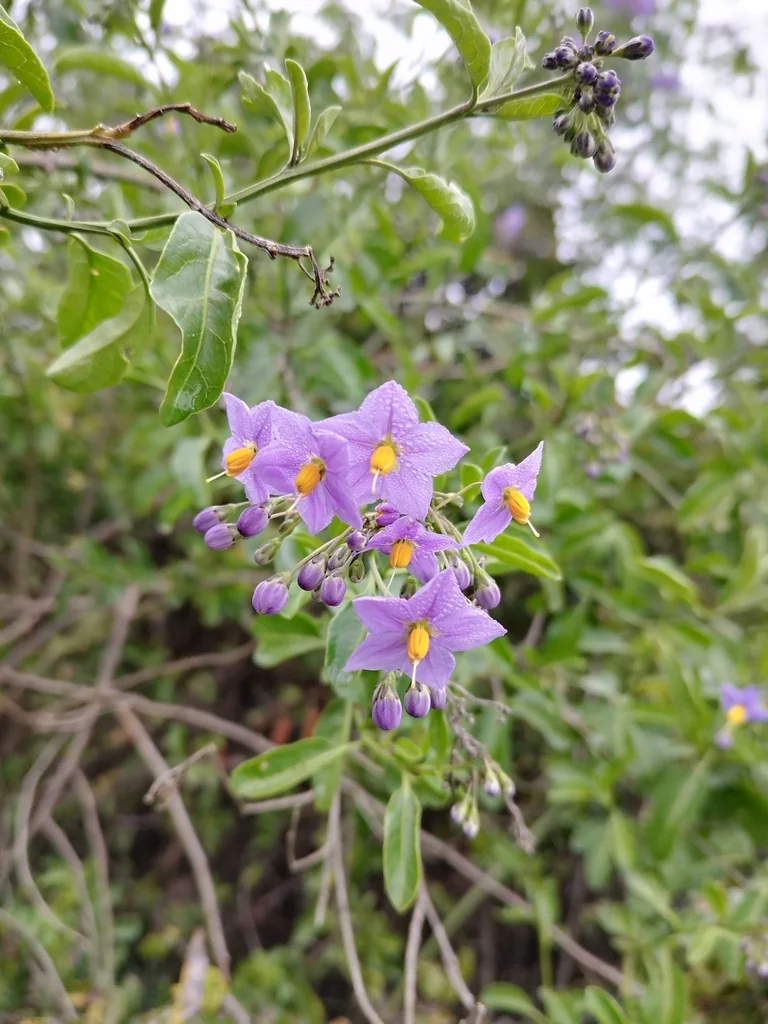 Solanum Crispum