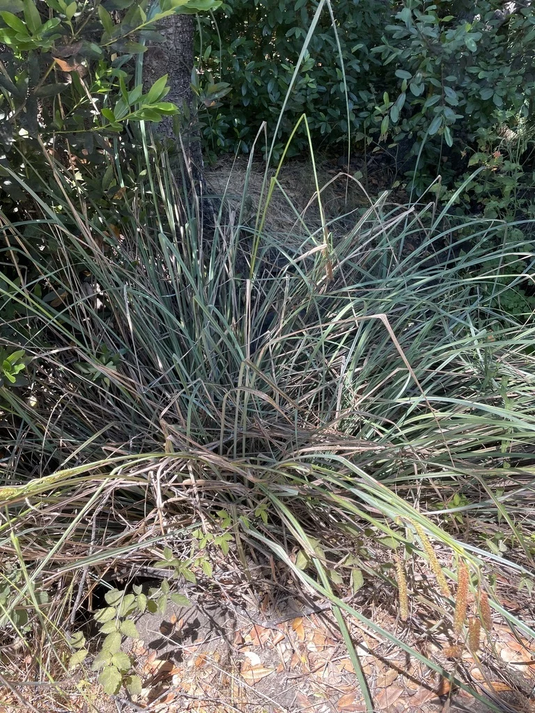 Carex Spissa