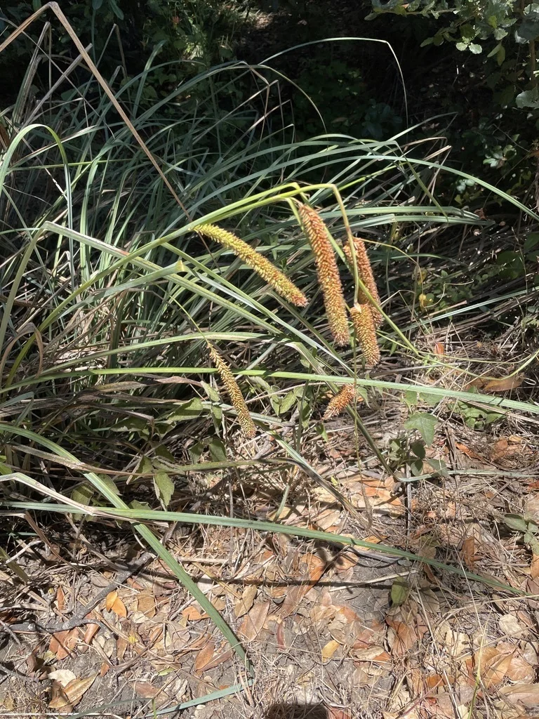 Carex Spissa