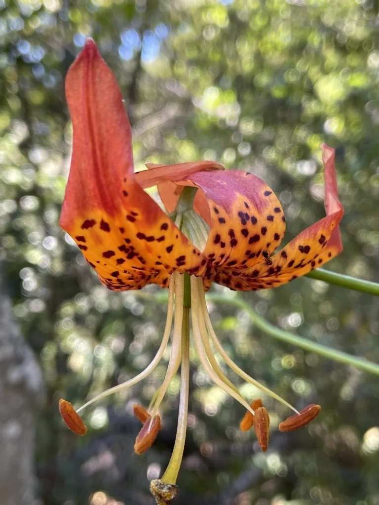 Lilium Pardalinum