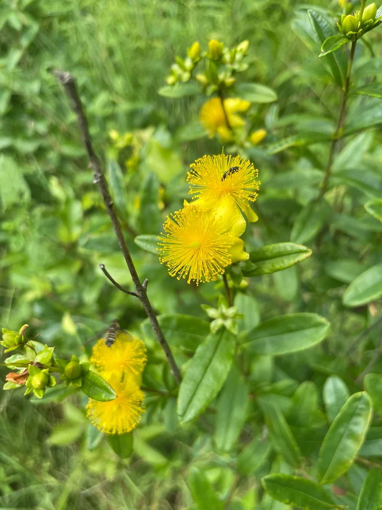Hypericum Prolificum