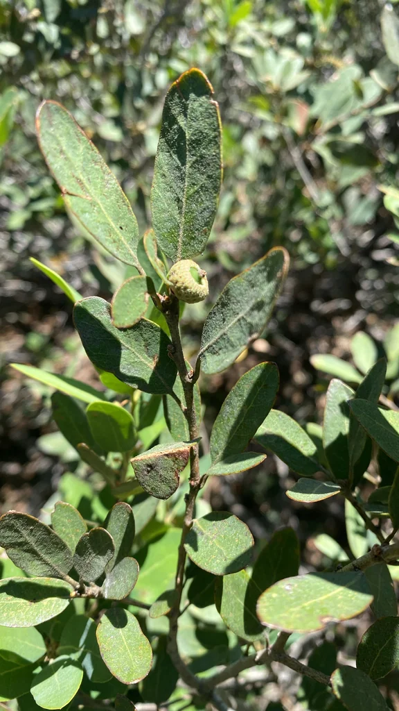 Quercus Vaccinifolia