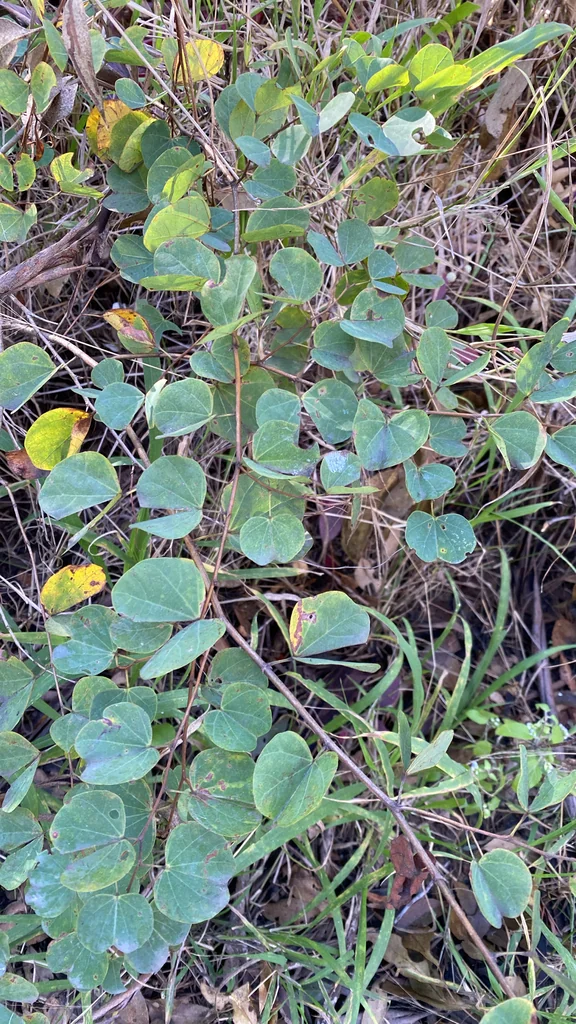 Bauhinia Galpinii