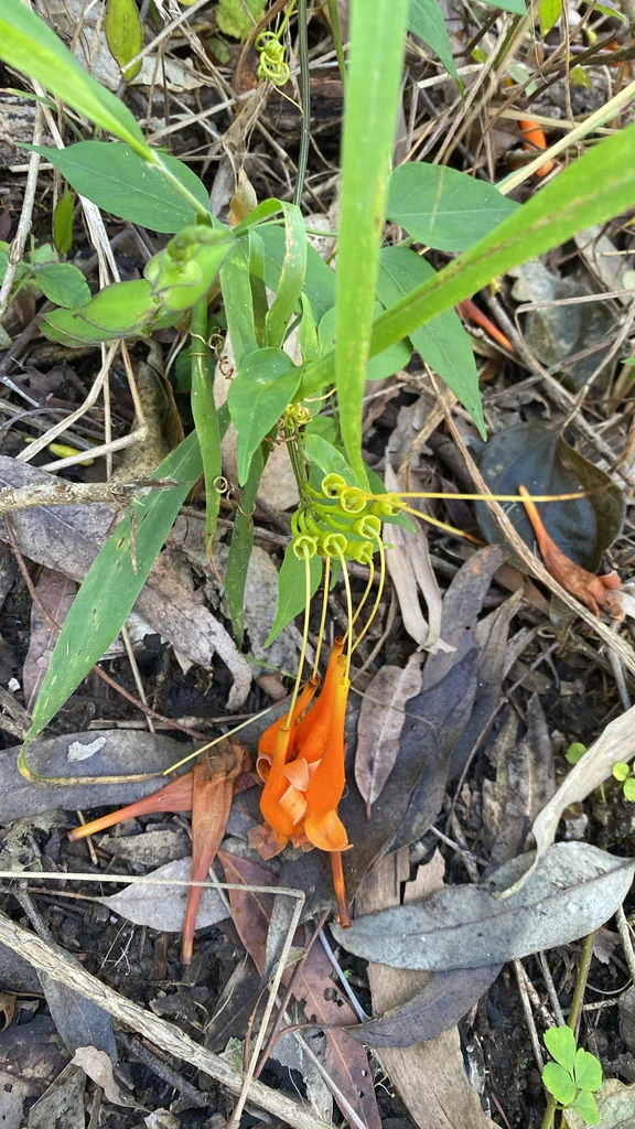 Pyrostegia Venusta