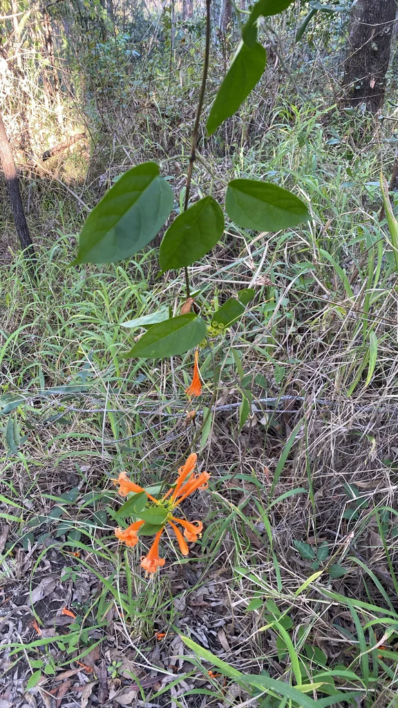 Pyrostegia Venusta