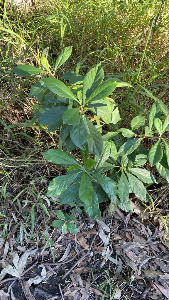 Hymenosporum Flavum