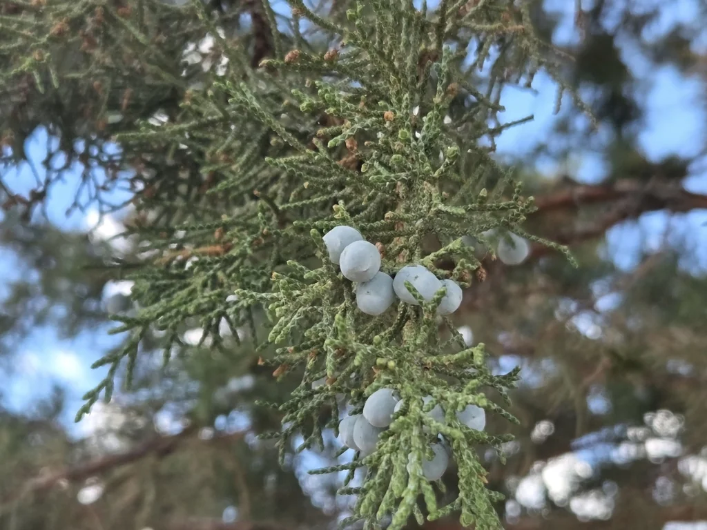 Juniperus Occidentalis