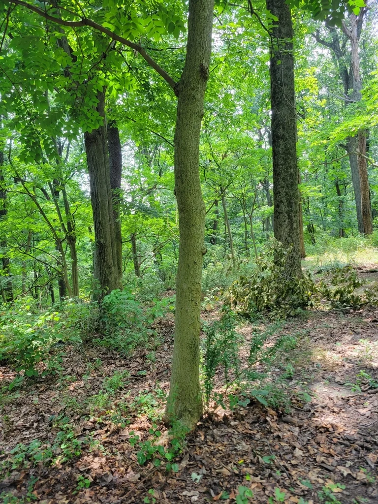 Phellodendron Amurense