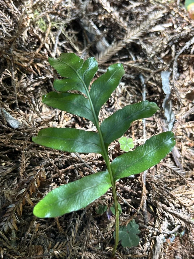 Polypodium Scouleri