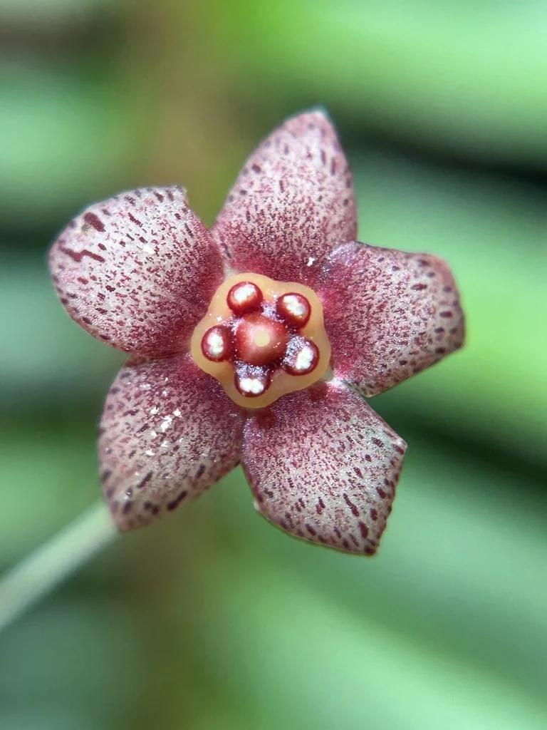 Euonymus Occidentalis