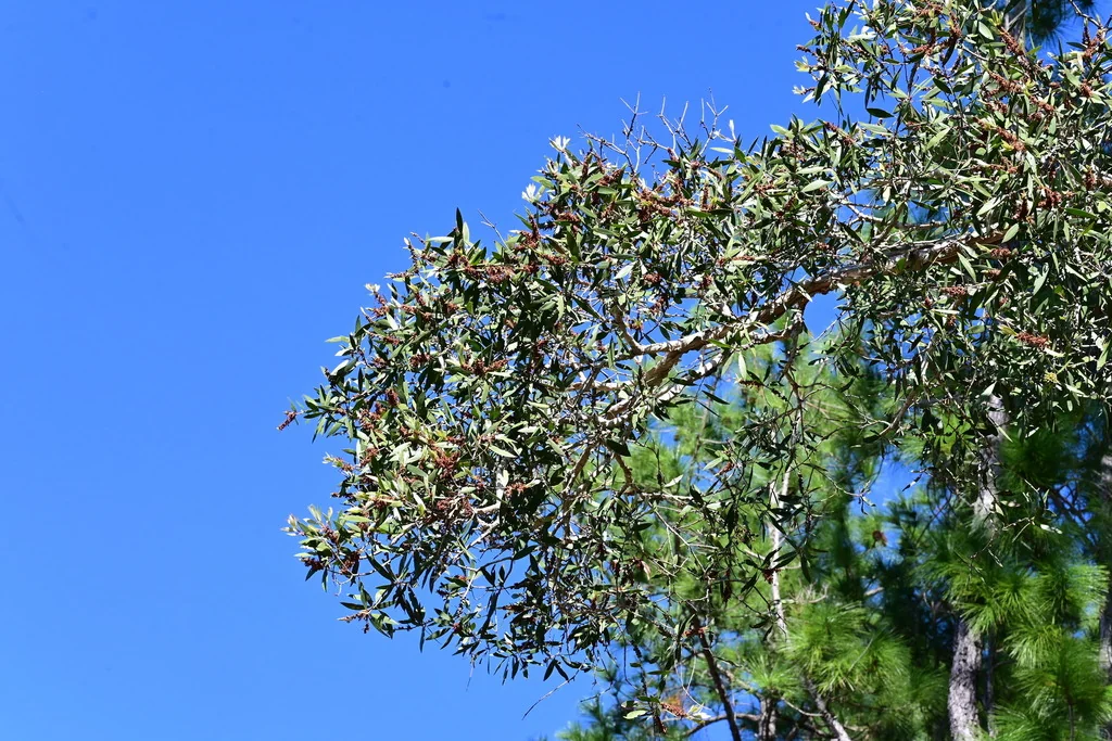 Melaleuca Quinquenervia