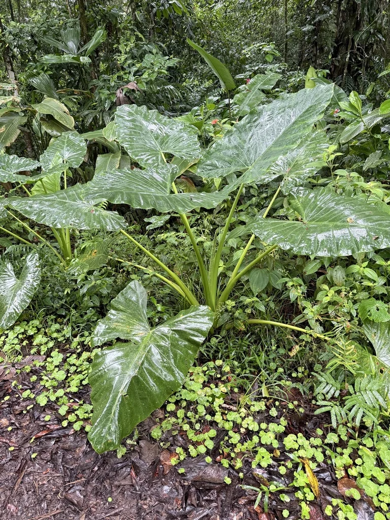 Alocasia plumbea