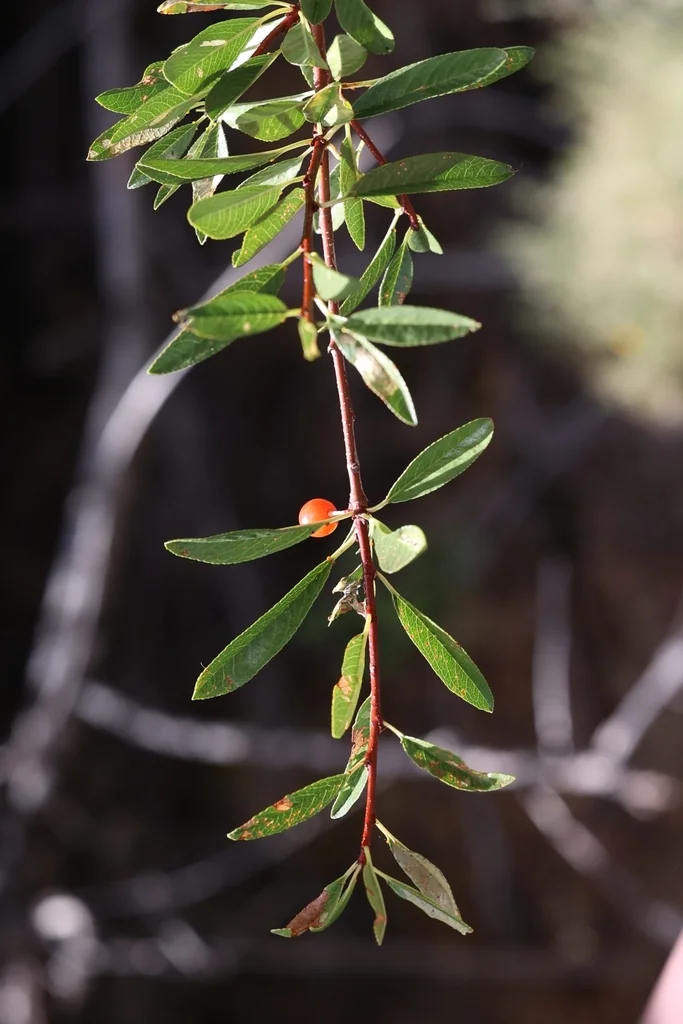 Prunus Emarginata