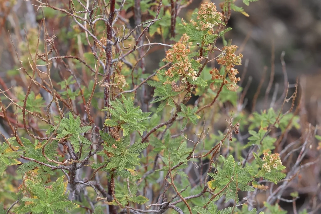 Chamaebatiaria Millefolium