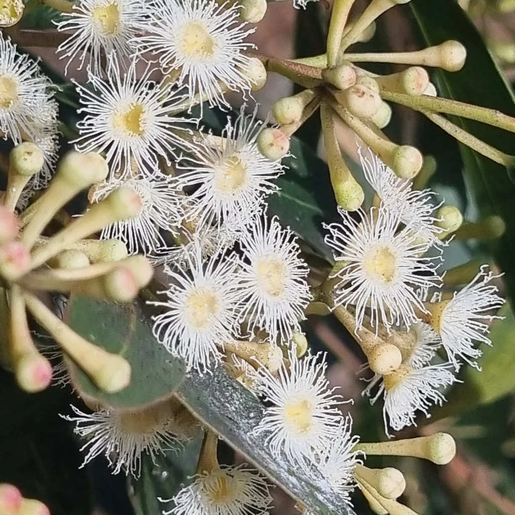 Eucalyptus Microcorys
