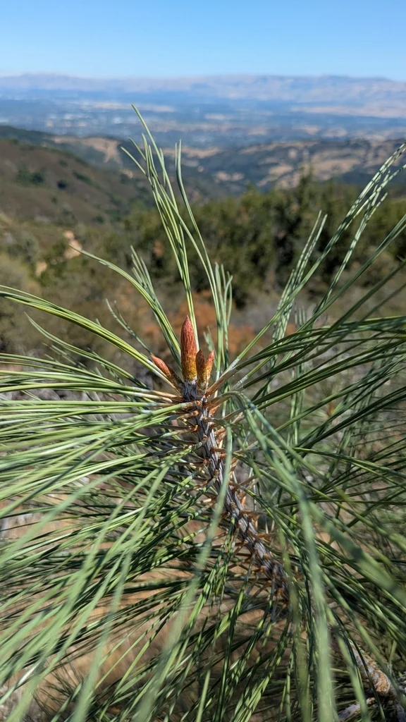 Pinus Sabiniana