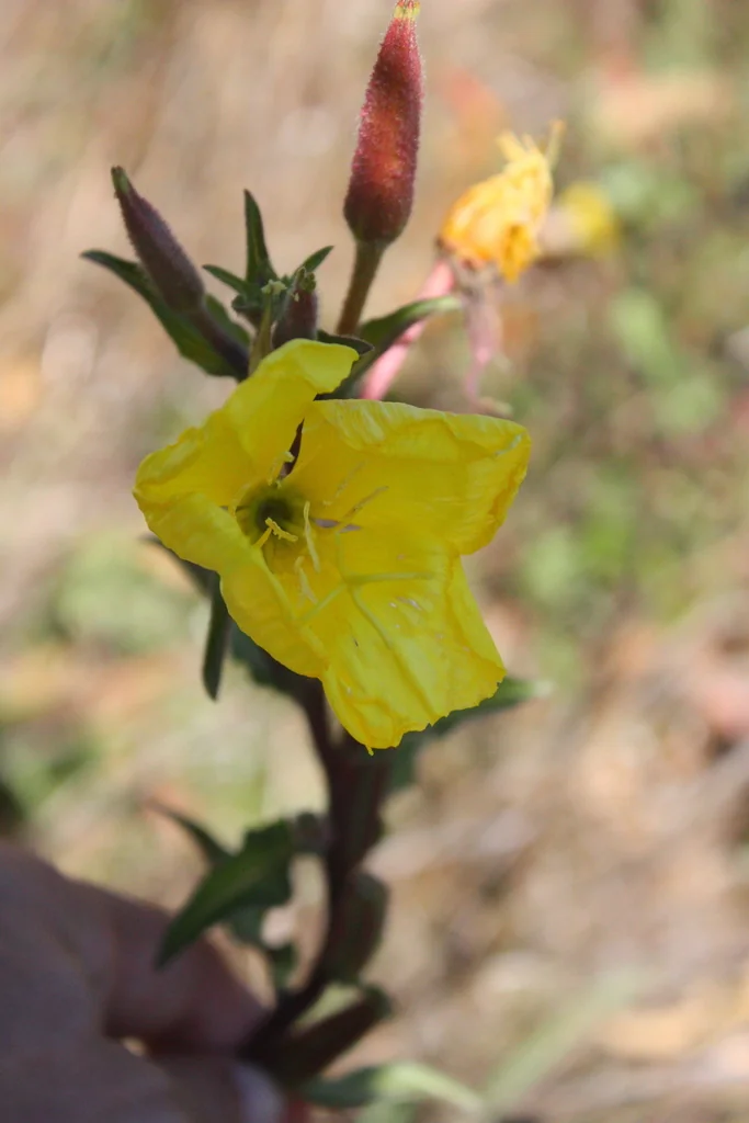 Oenothera Elata Ssp. Hookeri