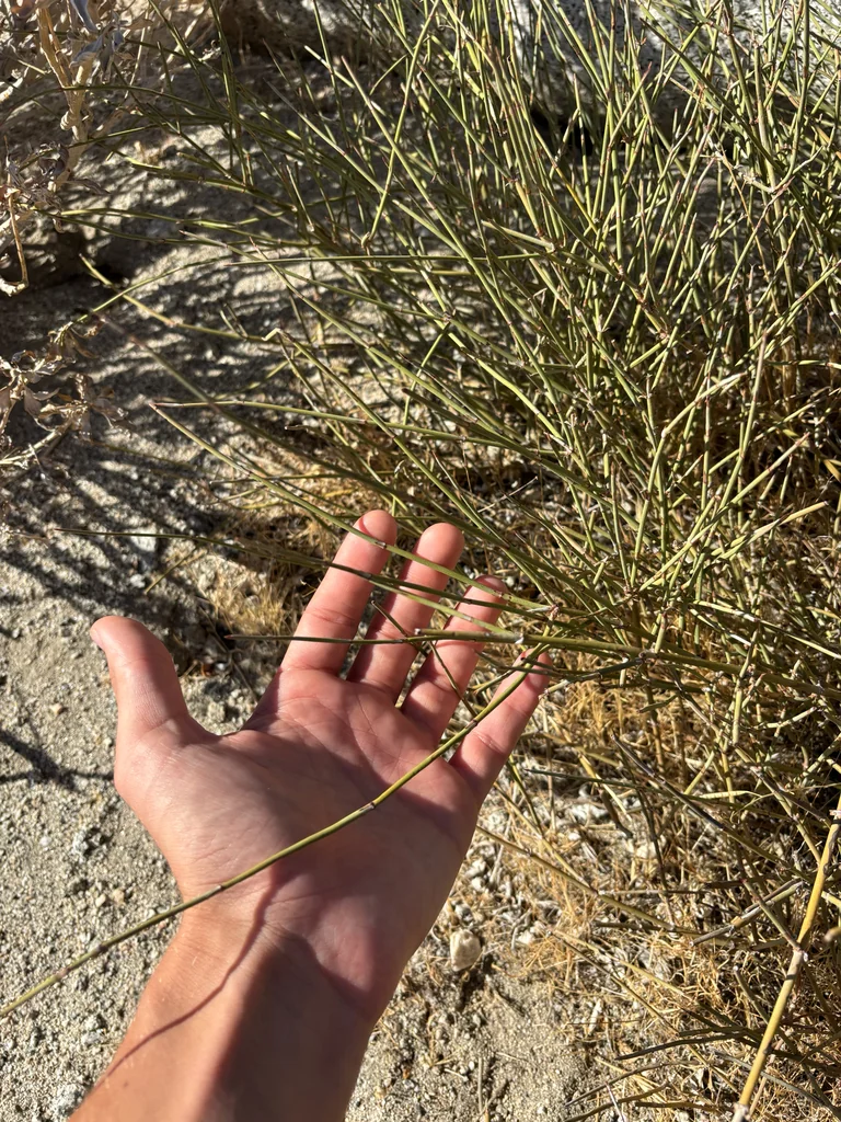 Ephedra Californica