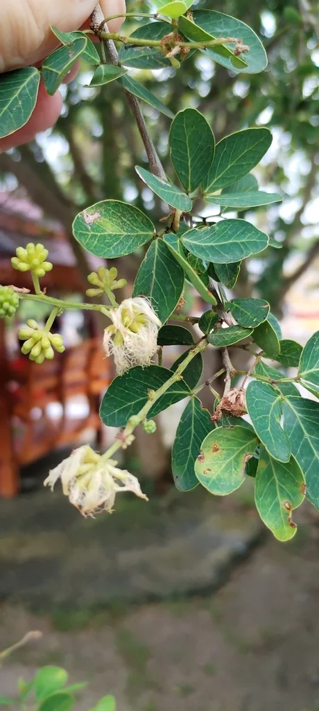 Pithecellobium Dulce