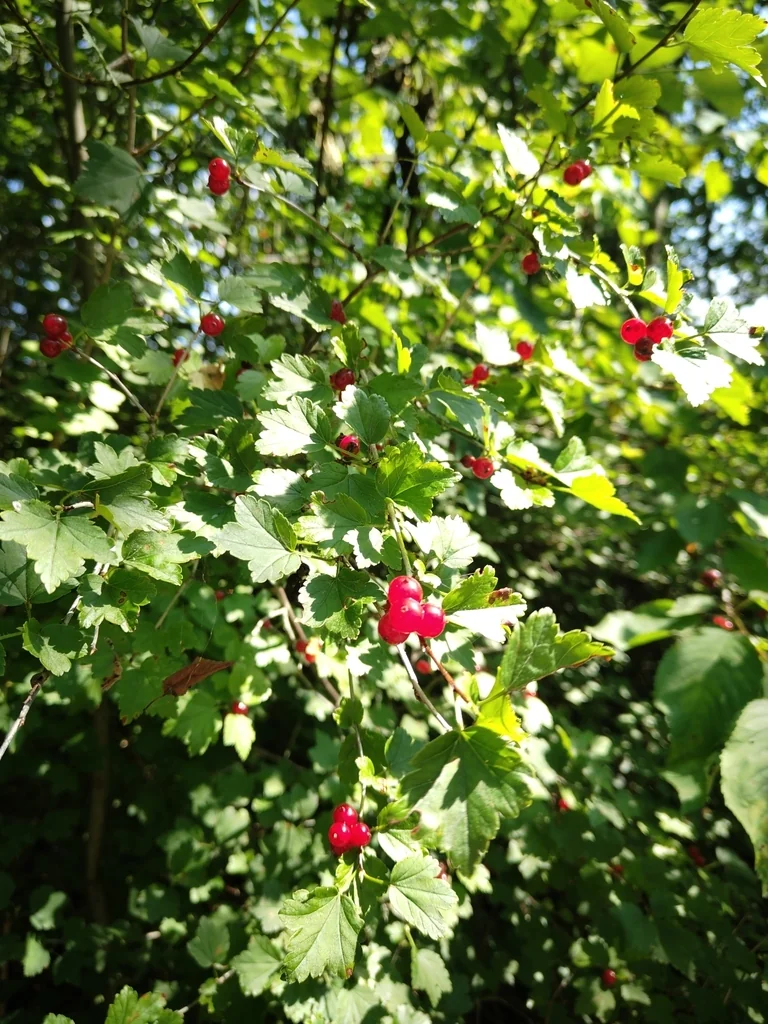 Ribes Alpinum