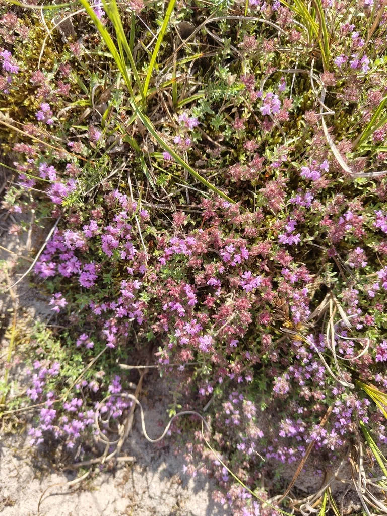 Thymus Serpyllum