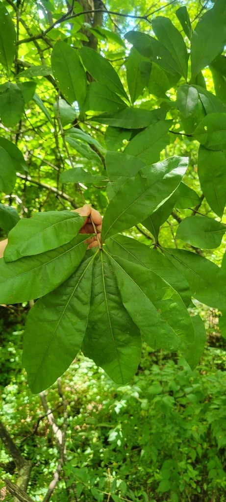 Quercus Imbricaria