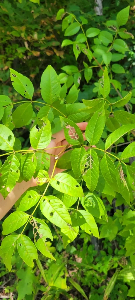 Fraxinus Quadrangulata