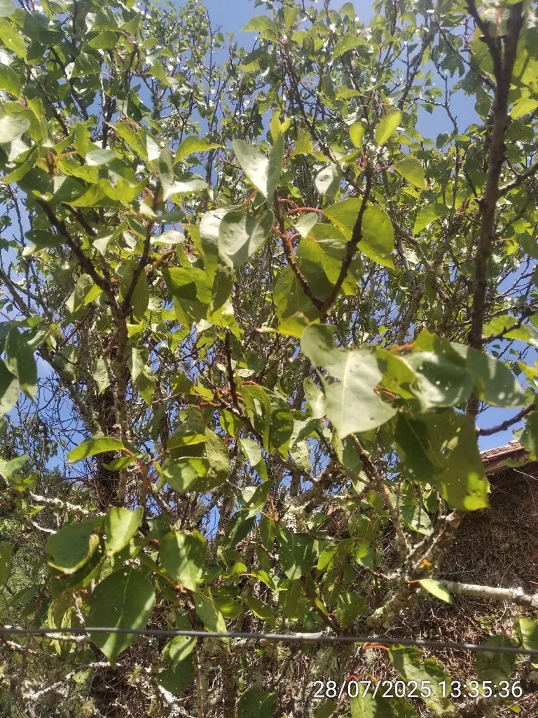 Prunus Armeniaca
