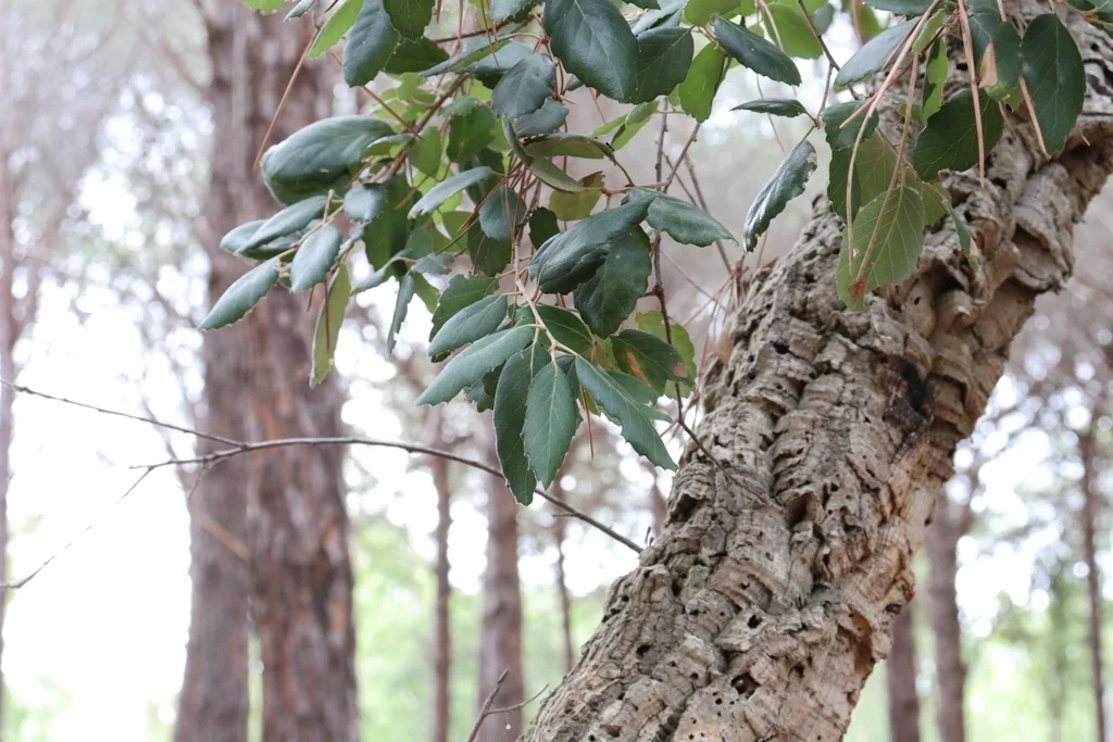 Quercus Suber