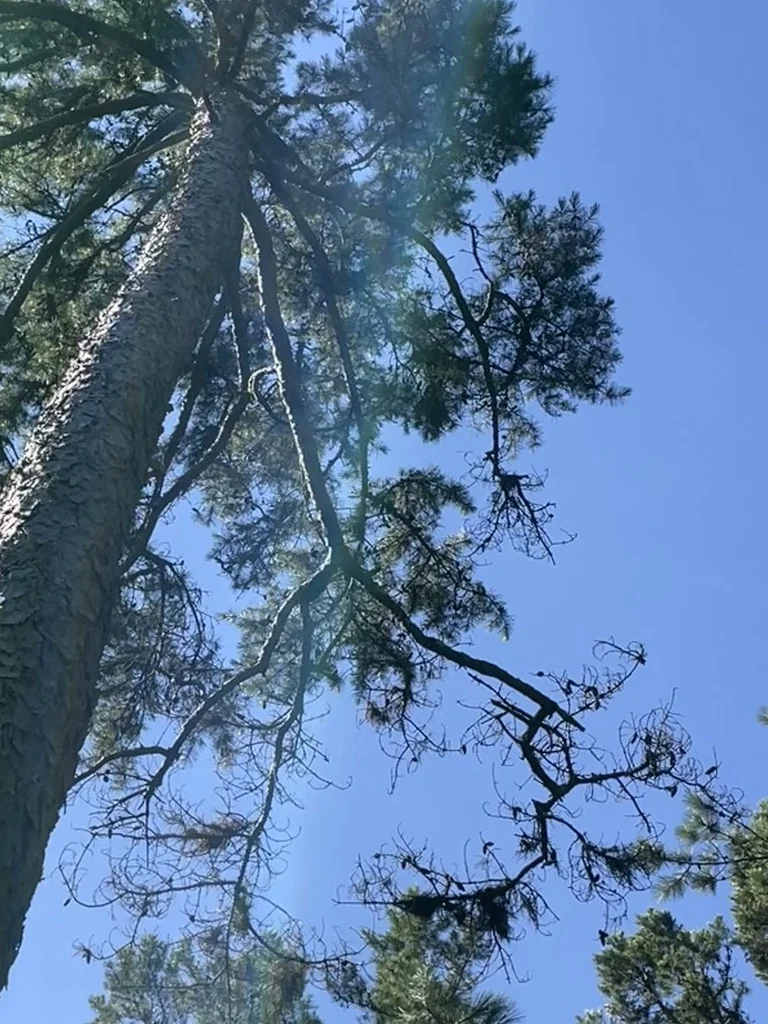 Pinus Echinata