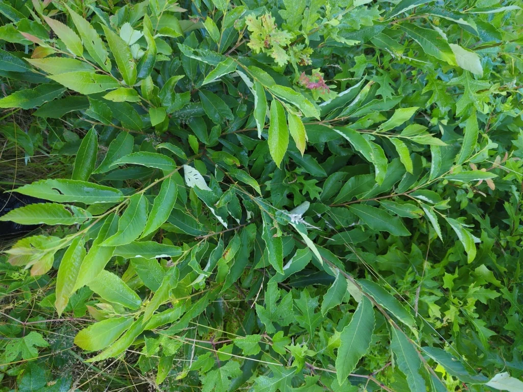 Castanea Mollissima