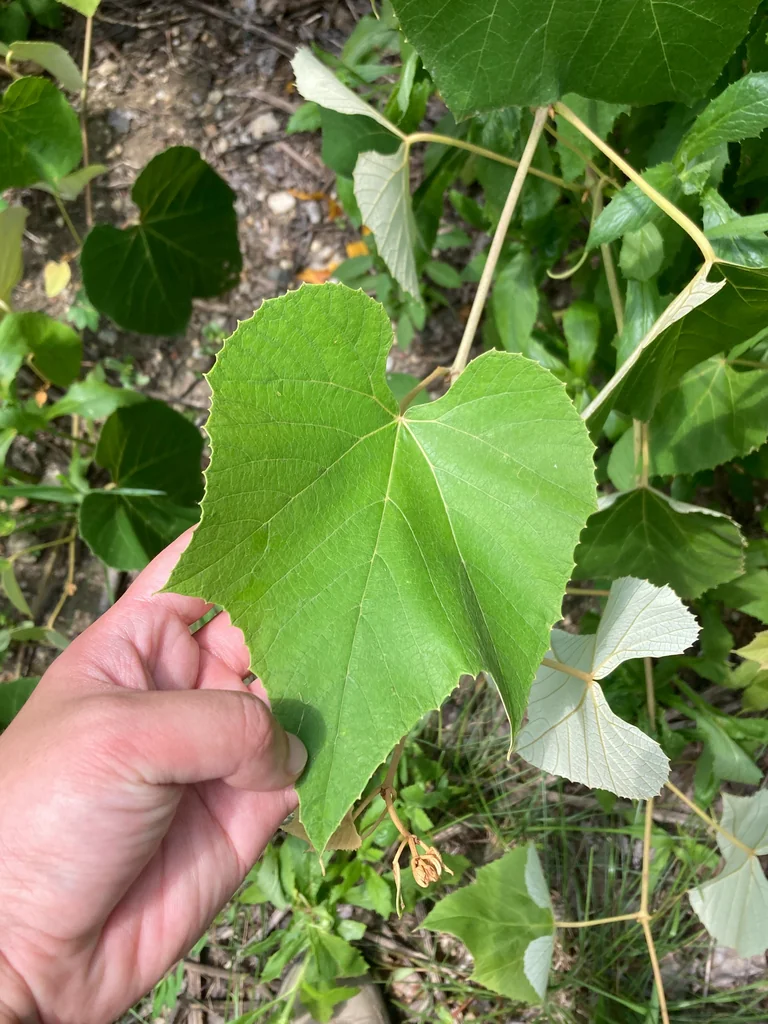 Vitis Labrusca