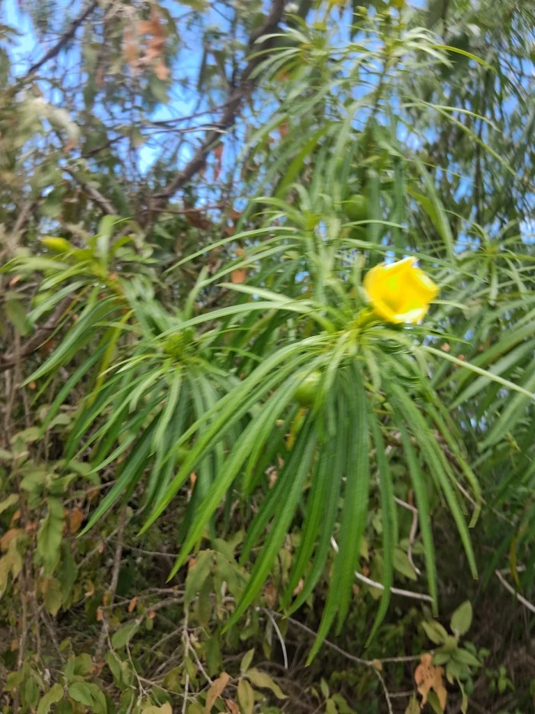 Thevetia Peruviana