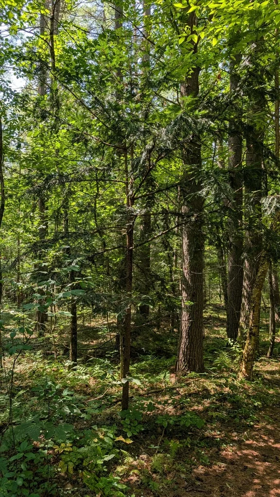 Taxus Cuspidata