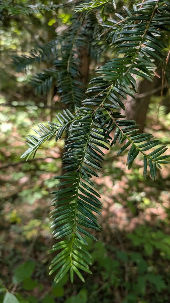 Taxus Cuspidata