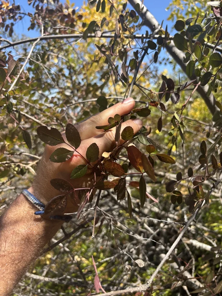 Fraxinus Dipetala