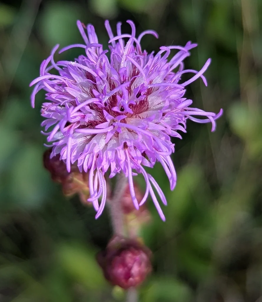 Liatris Ligulistylis