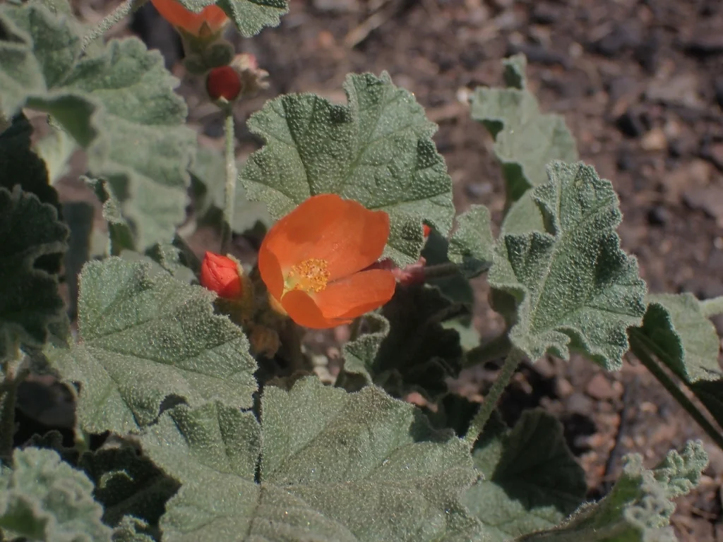 Sphaeralcea Munroana