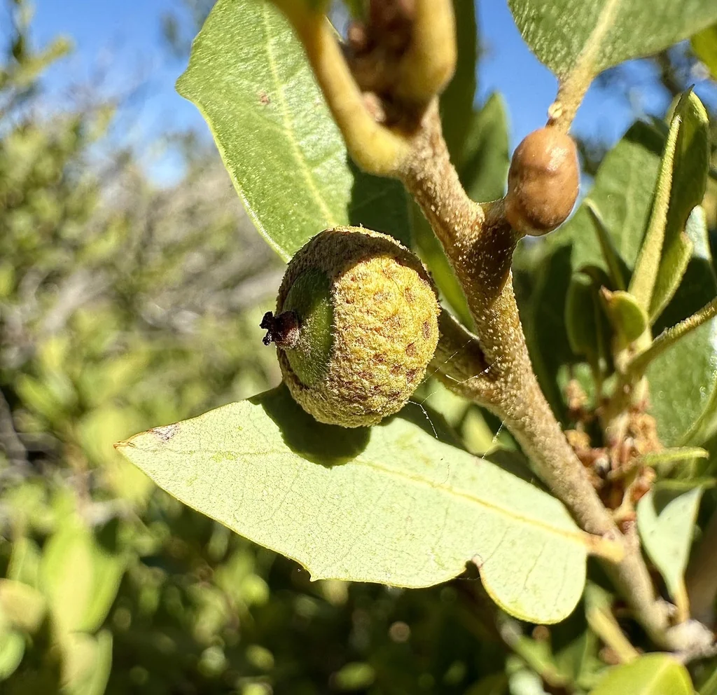 Quercus Vaccinifolia