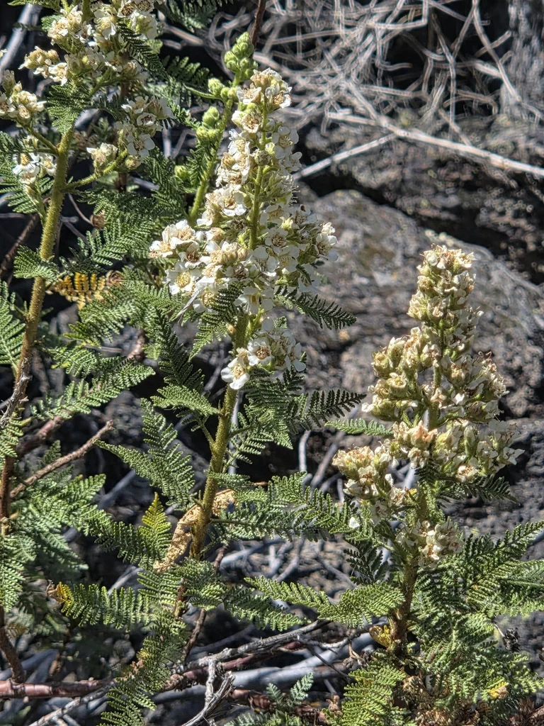 Chamaebatiaria Millefolium