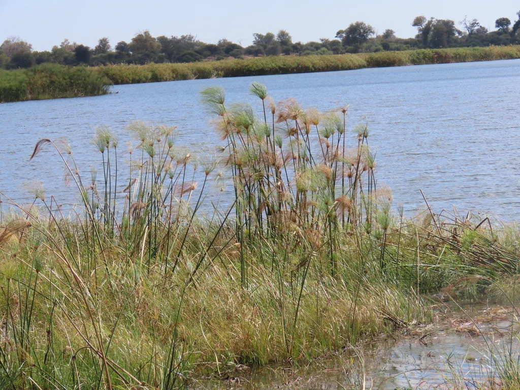 Cyperus Papyrus