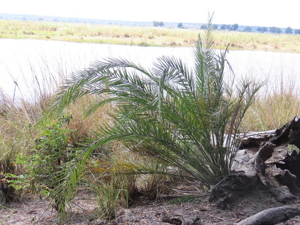 Phoenix reclinata