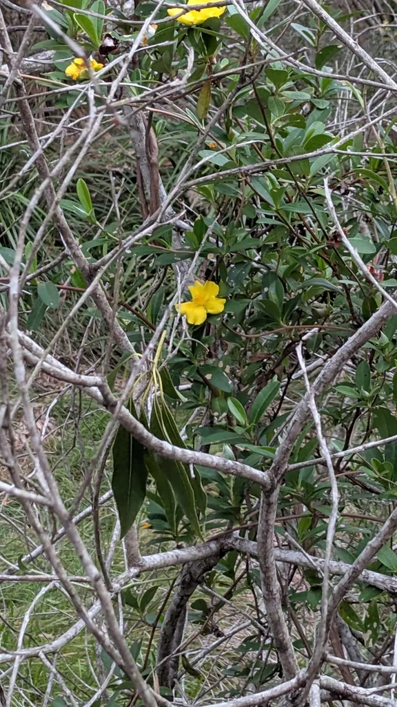 Hibbertia Scandens