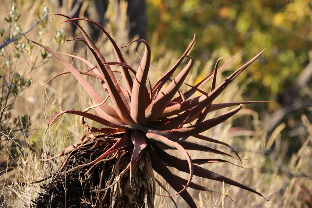 Aloe Spicata