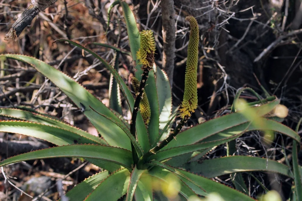 Aloe Spicata