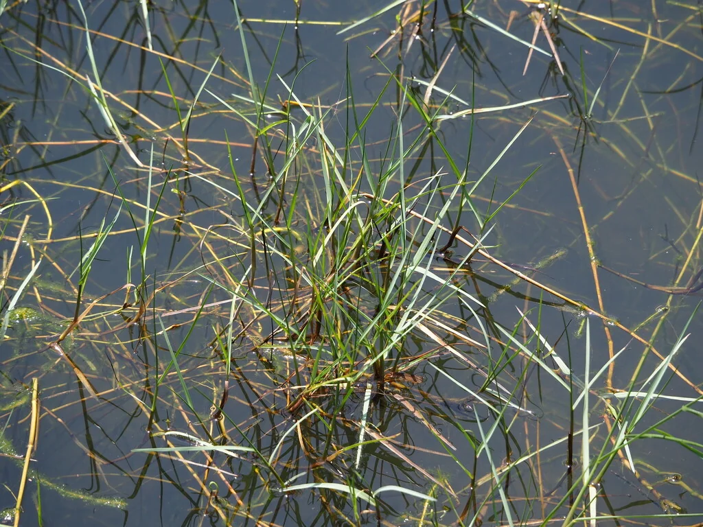 Paspalum vaginatum