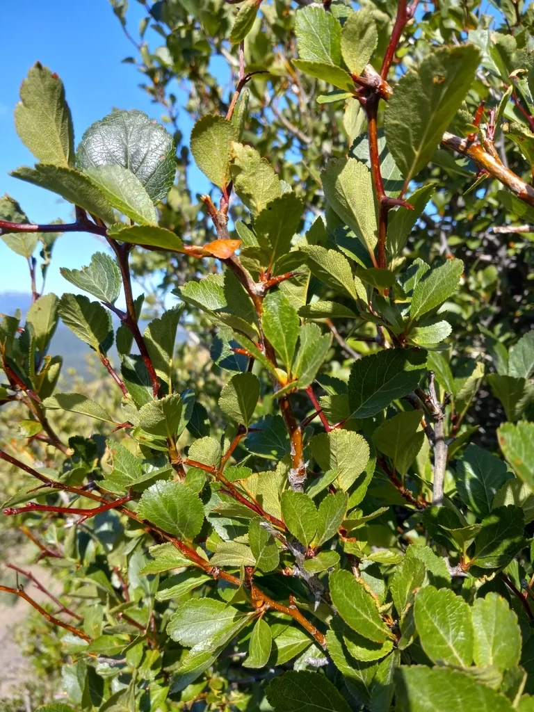 Crataegus Douglasii