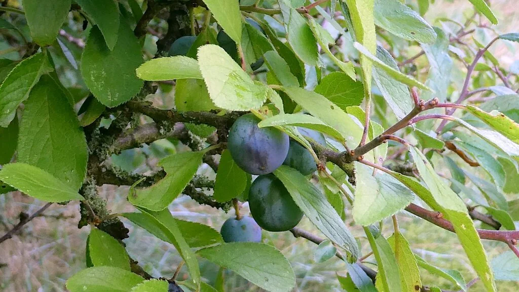 Prunus Domestica